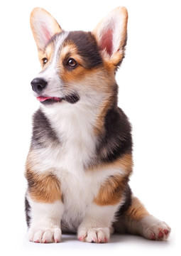 狗威爾士柯基犬；Pembroke