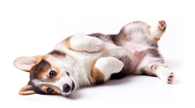 狗威爾士柯基犬；Pembroke