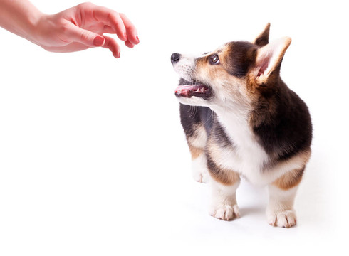 狗威爾士柯基犬；Pembroke