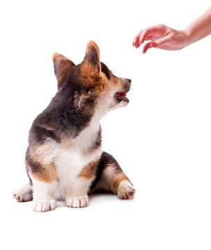 狗威爾士柯基犬；Pembroke