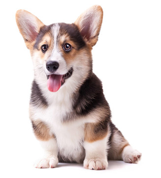 狗威爾士柯基犬；Pembroke