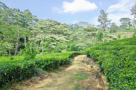 斯里蘭卡山區(qū)的茶園翠綠
