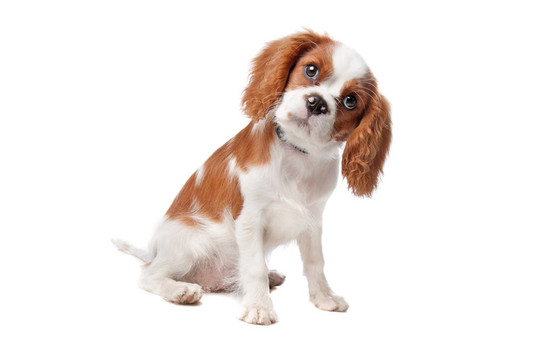查爾斯王小獵犬的小狗