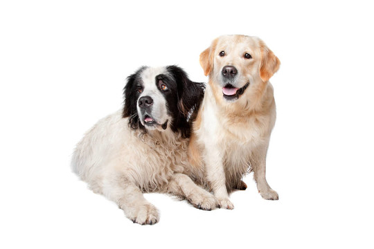 蘭西爾犬和拉布拉多犬