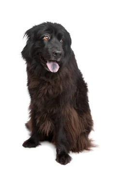 紐芬蘭犬