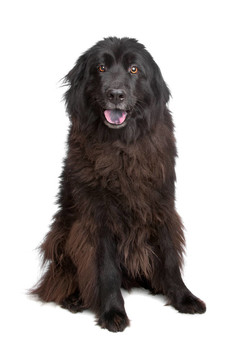 紐芬蘭犬