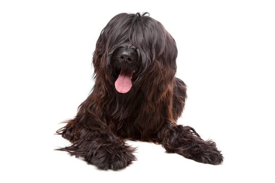伯瑞犬；Berger de Brie；Berger Briard