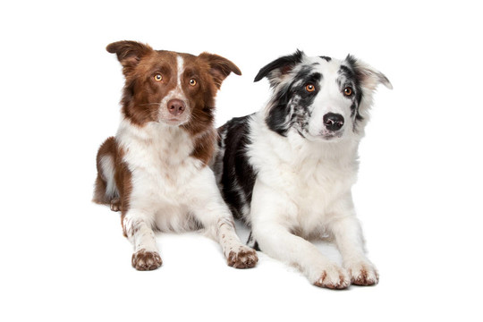 邊境牧羊犬
