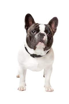 可愛的法國(guó)斗牛犬