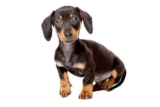 臘腸；泰克爾犬幼犬