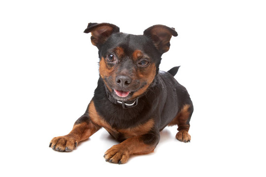 盲雜犬