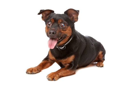 盲雜犬