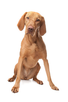 匈牙利維茲拉犬