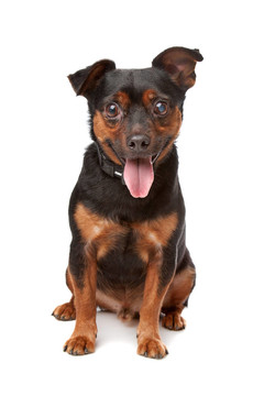 盲雜犬