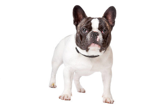 可愛的法國(guó)斗牛犬