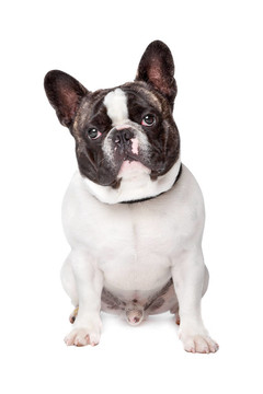 可愛(ài)的法國(guó)斗牛犬