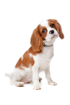 查爾斯王小獵犬的小狗