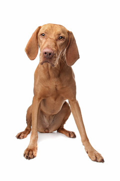 匈牙利維茲拉犬