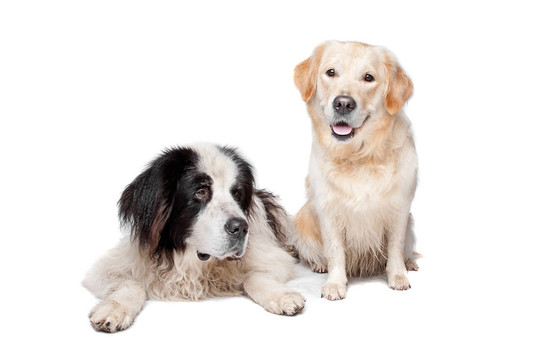 蘭西爾犬和拉布拉多犬