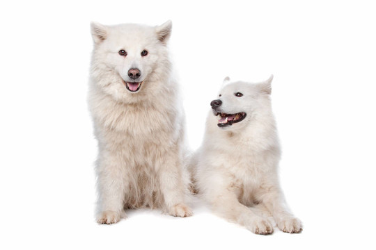 薩摩耶犬（狗）