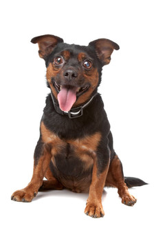 盲雜犬