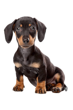 臘腸；泰克爾犬幼犬