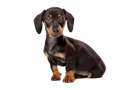 臘腸；泰克爾犬幼犬