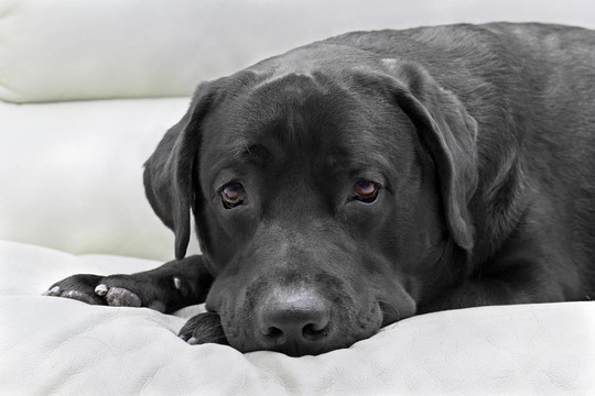 犬黑色拉布拉多特寫