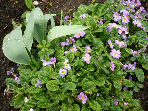 花園里的花