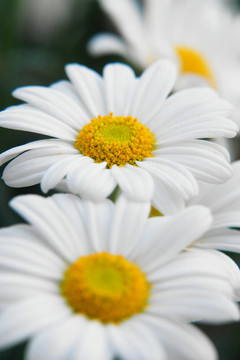 雛菊