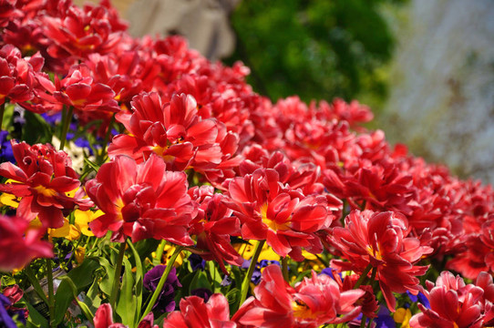 紅開花的郁金香在荷蘭庫肯霍夫公園