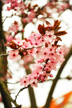 天堂的粉紅色的蘋(píng)果花在富爾達(dá)；黑森州；德國(guó)