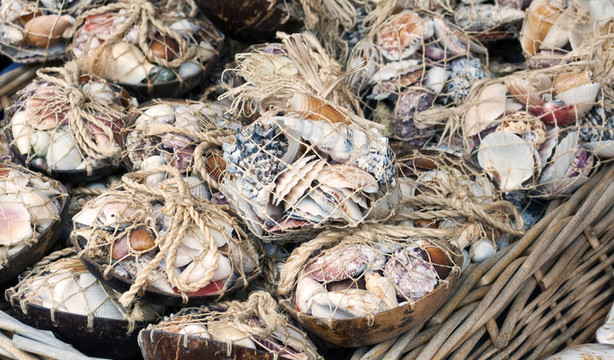無脊椎動(dòng)物