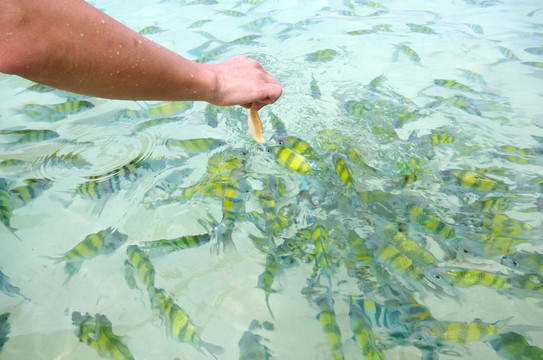 吃魚(yú)