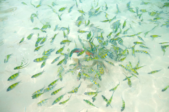 淺水魚