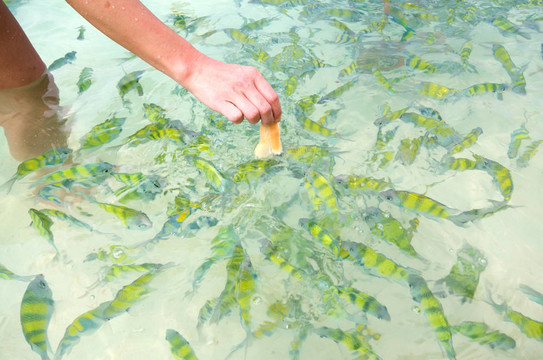 魚飼料