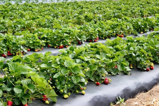 Strawberry補(bǔ)丁- 3
