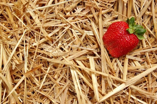 Strawberry對秸稈