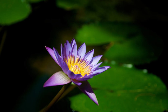 美麗的紫色蓮花