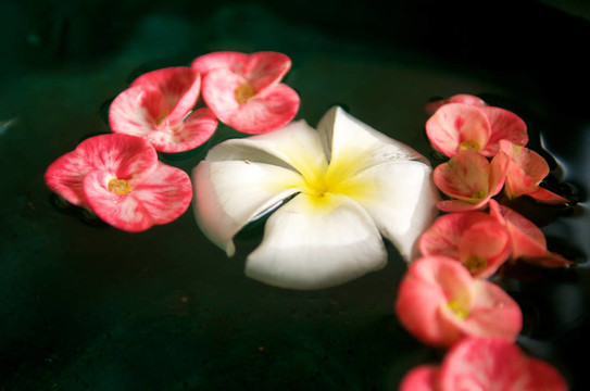 水中花