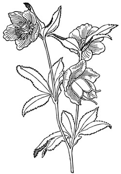 植物綠藜蘆