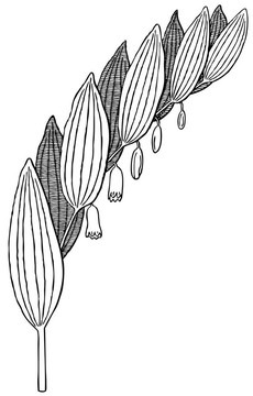 植物玉竹