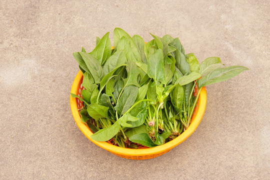菠菜