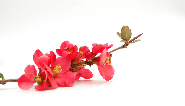 粉紅色的花