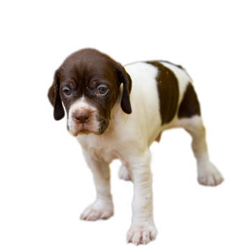 純種犬