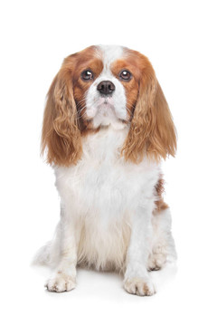 查爾斯王小獵犬blenh