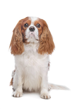 查爾斯王小獵犬布萊尼姆