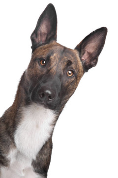 比利時(shí)牧羊犬馬里努阿犬