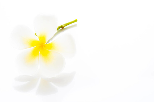 Frangipani Spa Flowers -雞蛋-你的TE區(qū)鈍