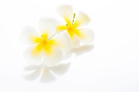 Frangipani Spa Flowers -雞蛋-你的TE區(qū)鈍